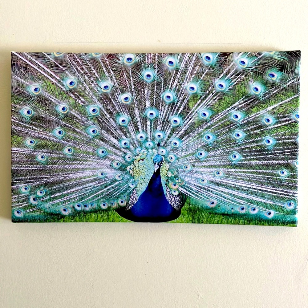 NWT Peacock Photo on Canvas 12x20 Wall Decor